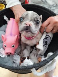 Cuccioli Bulldog francese