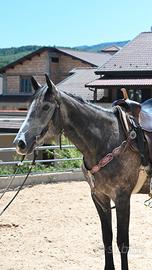 Cavallo