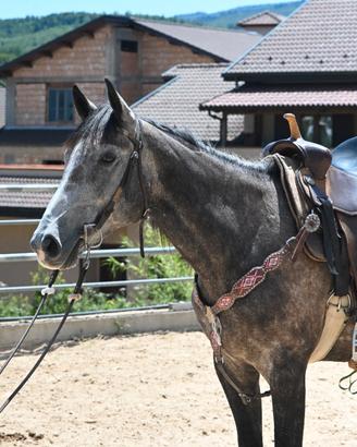 Cavallo