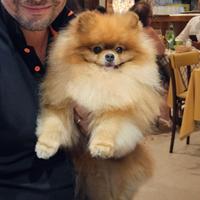 Desmo per fidanzatina - Pomerania