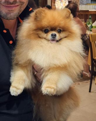 Desmo per fidanzatina - Pomerania