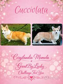 Cuccioli di Welsh Corgi Pembroke