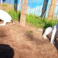 Dogo Argentino