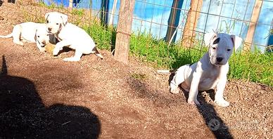 Dogo Argentino