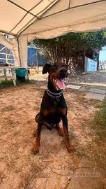 Dobermann di 3 anni con pedigree