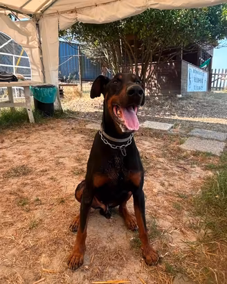 Dobermann di 3 anni con pedigree