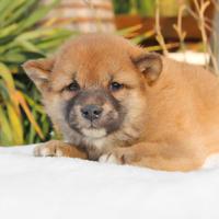 Cucciolo di Shiba Rosso