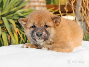 Cucciolo di Shiba Rosso