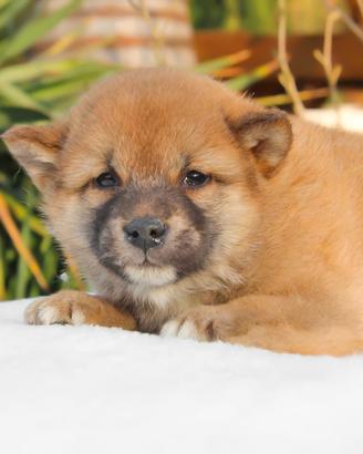 Cucciolo di Shiba Rosso