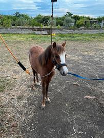 Pony welsh