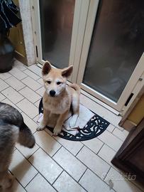 Cuccioli Mix Akita