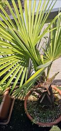 Pianta Di Waschingtonia Filifera Palma