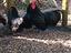 Immagine 3