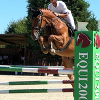 Cavallo s. I Castrone