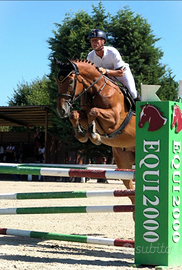Cavallo s. I Castrone