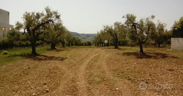 Terreno Pianeggiante Fronte Strada mq. 2100