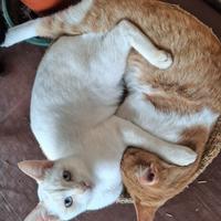 Tubino gattino 6 mesi