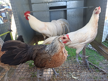 Galline ornamental Phoenix