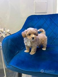 Maltipoo cucciolo