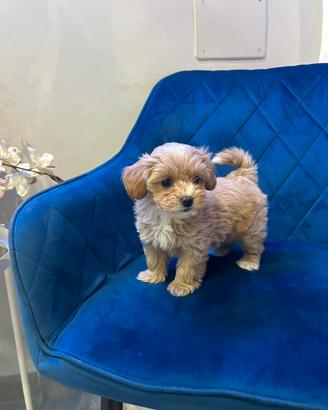 Maltipoo cucciolo