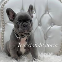 Stupendi bulldog francese blue occhi azzurri