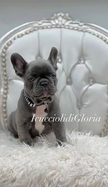 Stupendi bulldog francese blue occhi azzurri