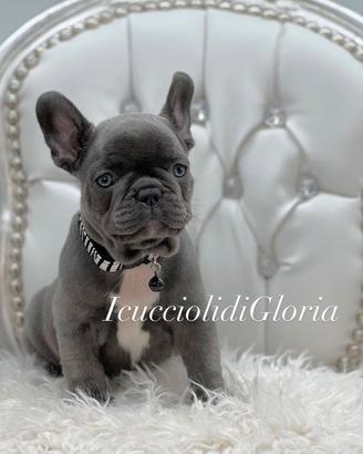 Stupendi bulldog francese blue occhi azzurri