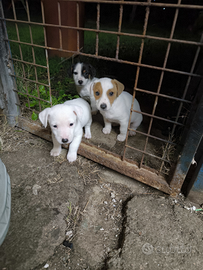 Jack russel 2mesi di vita