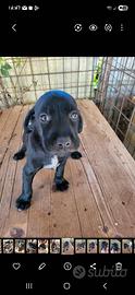 Cuccioli di drathar e setter