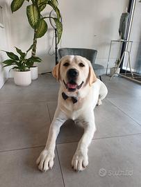 Labrador Maschio per accoppiamento
