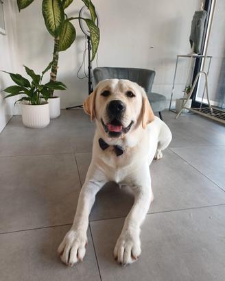 Labrador Maschio per accoppiamento