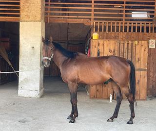 Cavallo polacco