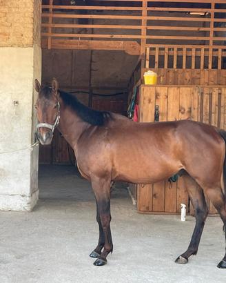Cavallo polacco