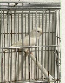 Canarino bianco recessivo (per esubero)