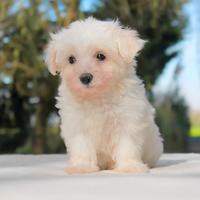 Cucciolo maschio di Maltese