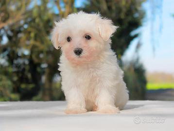 Cucciolo maschio di Maltese