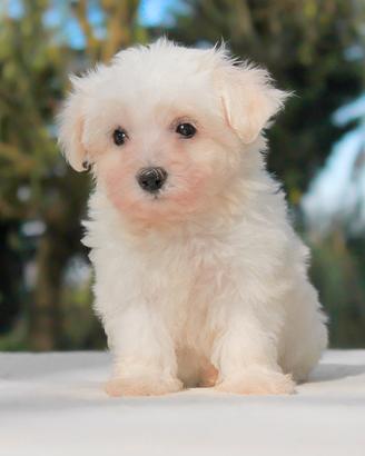 Cucciolo maschio di Maltese