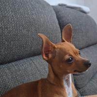 Pinscher nano per accoppiamento