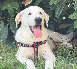 Chase dolce cucciolo 4 mesi chiuso in box