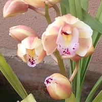 Pianta di Orchidea