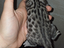 Immagine 5