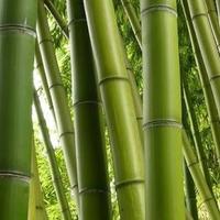Canne Bambù