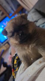 Pomerania (Spitz tedesco nano)