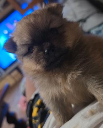Pomerania (Spitz tedesco nano)