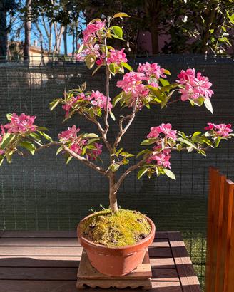 Bonsai Melo giapponese