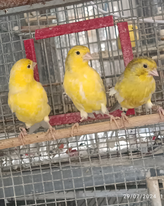 Canarini da Canto Harzer Roller