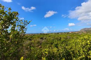 TER. AGRICOLO A CAMPOFELICE DI ROCCELLA