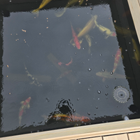 Carpe koi di alta qualità