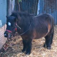 Pony Shetland