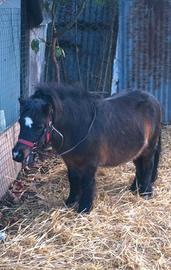 Pony Shetland